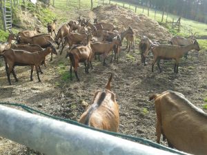 Cabras quesería Errobi