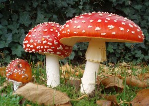 Amanita_muscaria-seta-venenosa