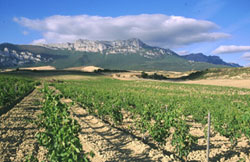 01-vinedos-rioja-alavesa